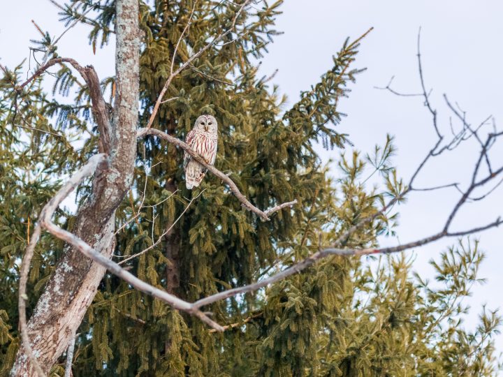 Owl in a Tree