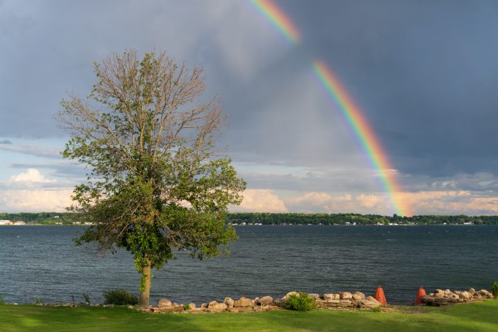 Tree and Broken Rainbow
