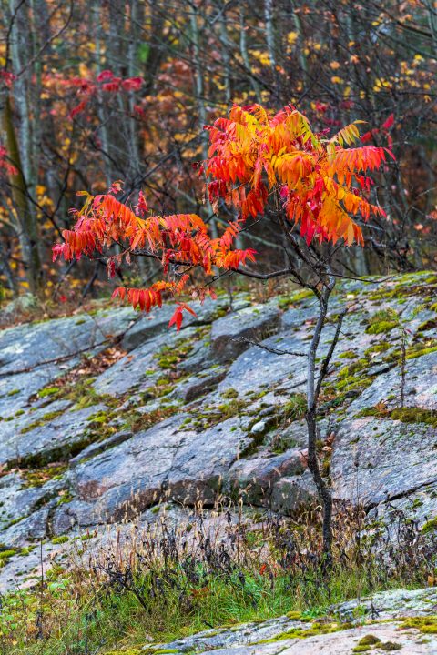 Nature’s Fireworks