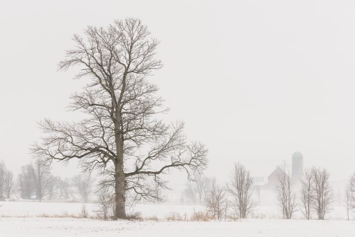 Trees and Farm in the Fog