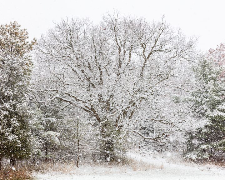Snow Falling and Tree