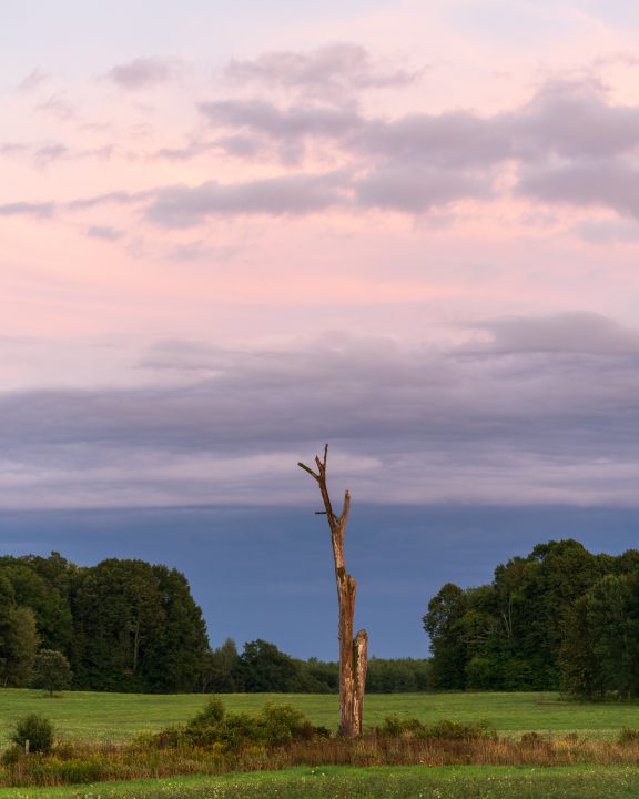 Pastel Skies and Dead Tree