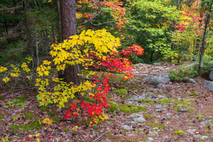 Colorful Leaves in the Forest