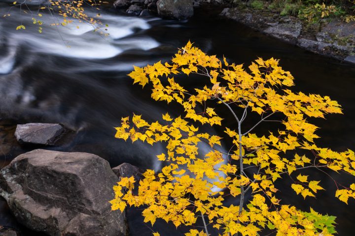 Yellow Leaves and Stream