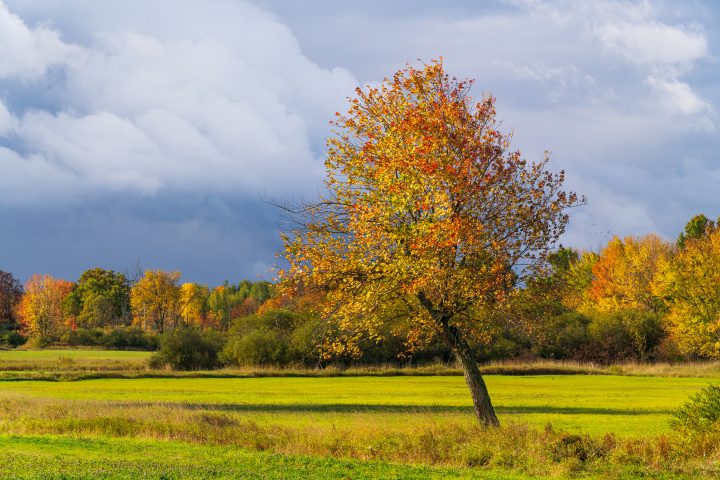 Tree in Field and Approaching Storm