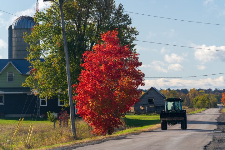 Maple Tree and Farmer Driving Tractor
