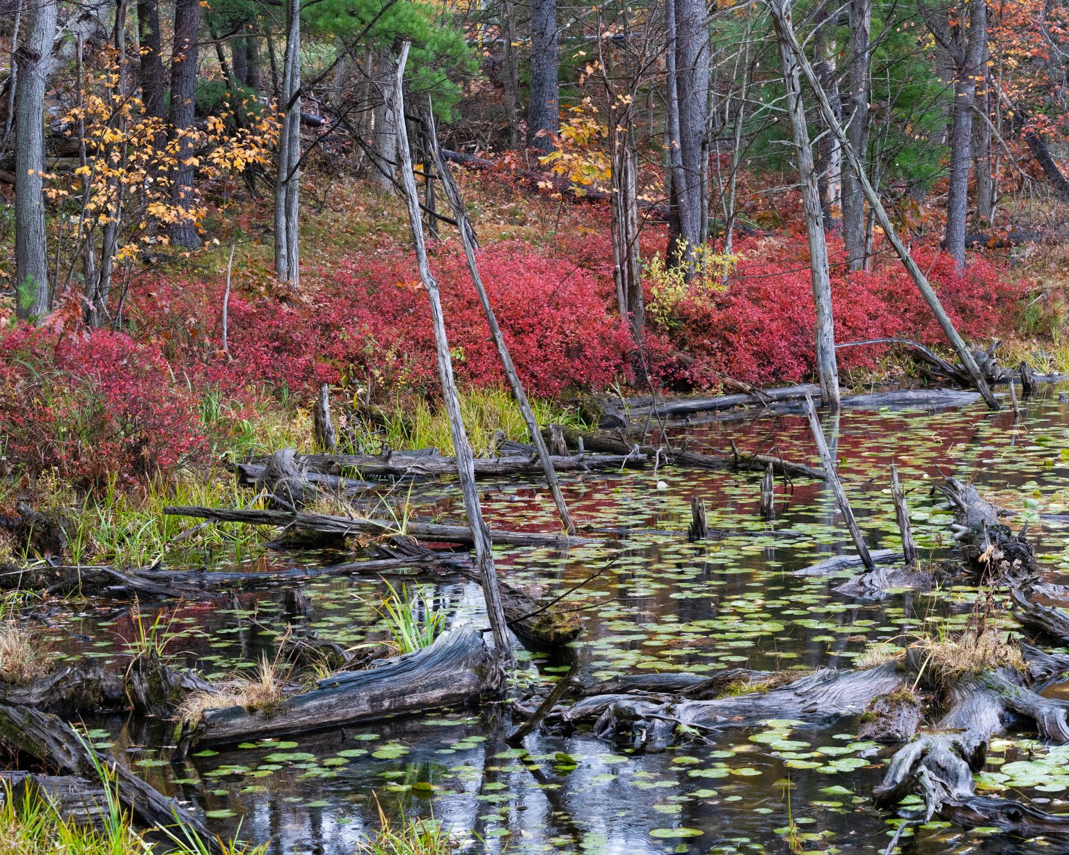 Dead Trees and Pond in the Rain Duncan.co
