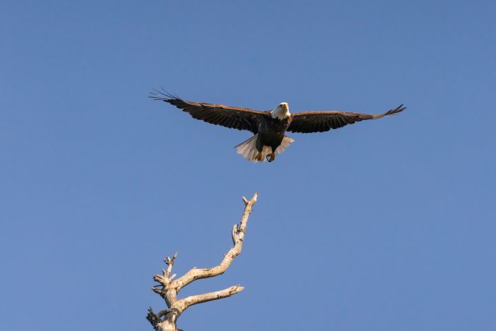 Bald Eagle Taking Flight