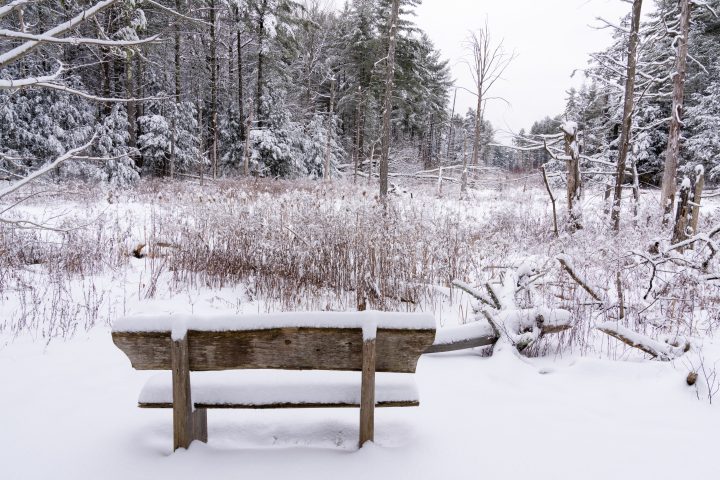Bench in the Forest
