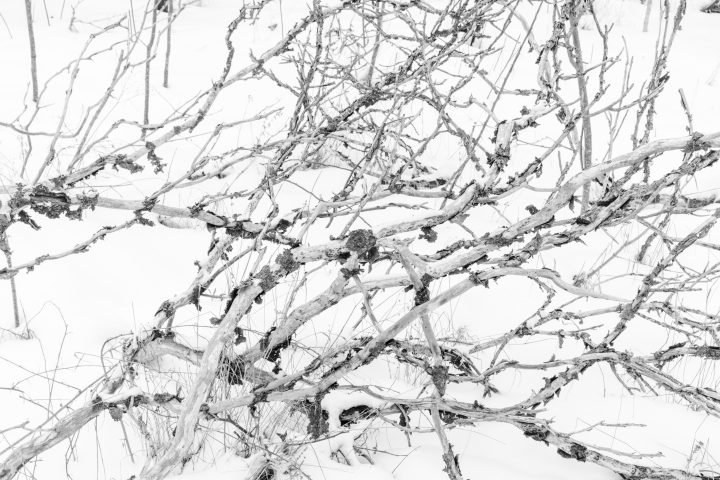 Branches and Snow Abstract