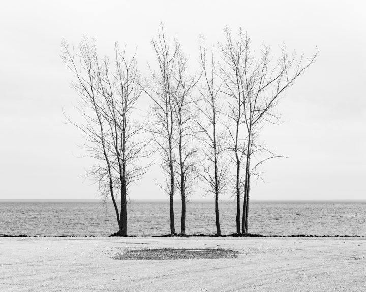 Trees and Pavement