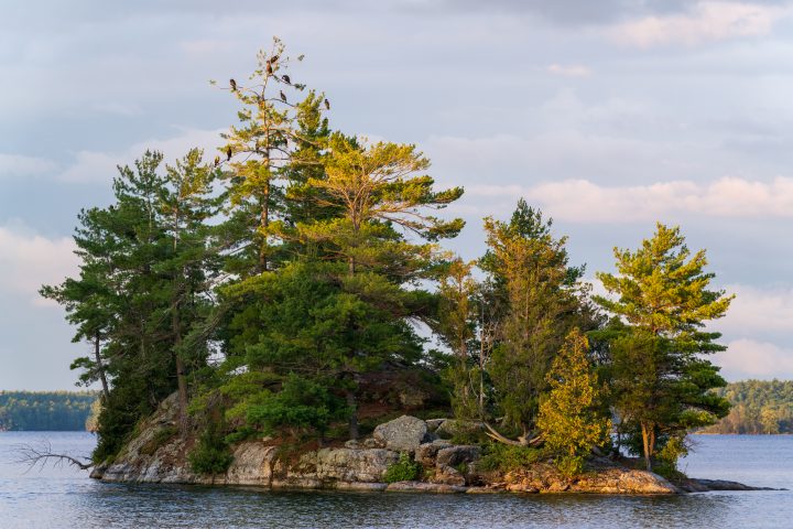Cormorants Atop Tree on Small Island