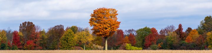 Colorful Trees at Edge of Field