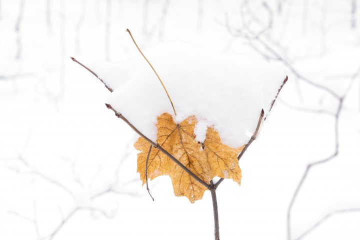 Maple Leaf Under Snow on a Twig