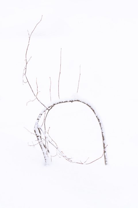 Curved Tree Branch in Snow