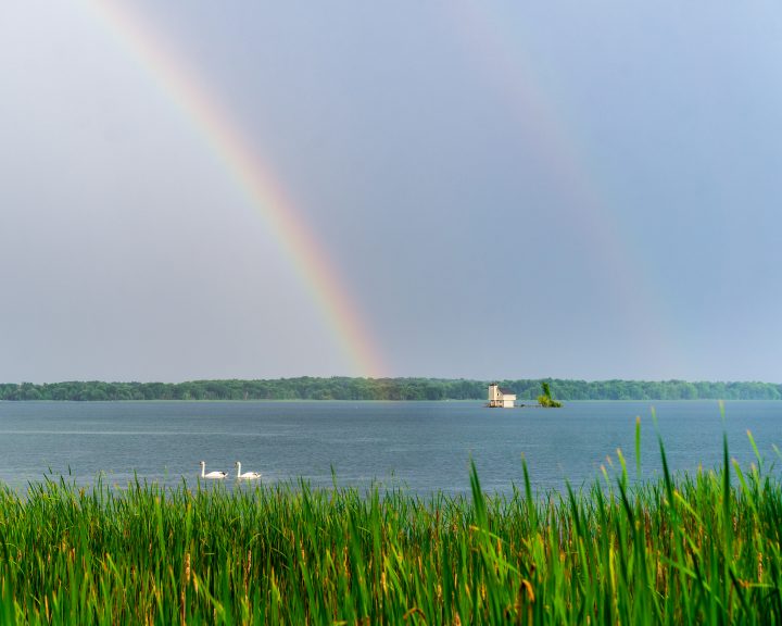 Swans, Rainbow, and Tiny Cottage