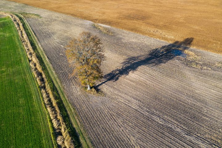 Tree in Farmer’s Field