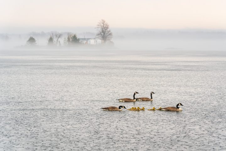 Gaggle of Geese in the Rain