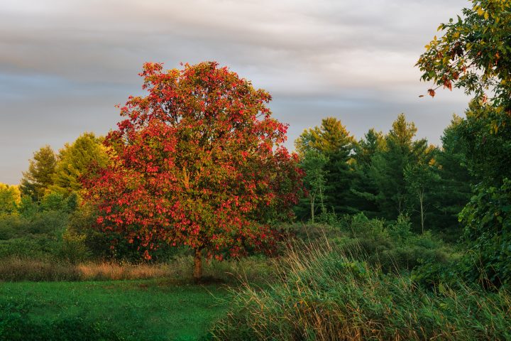 Tree with Red and Green Leaves at Dusk 02