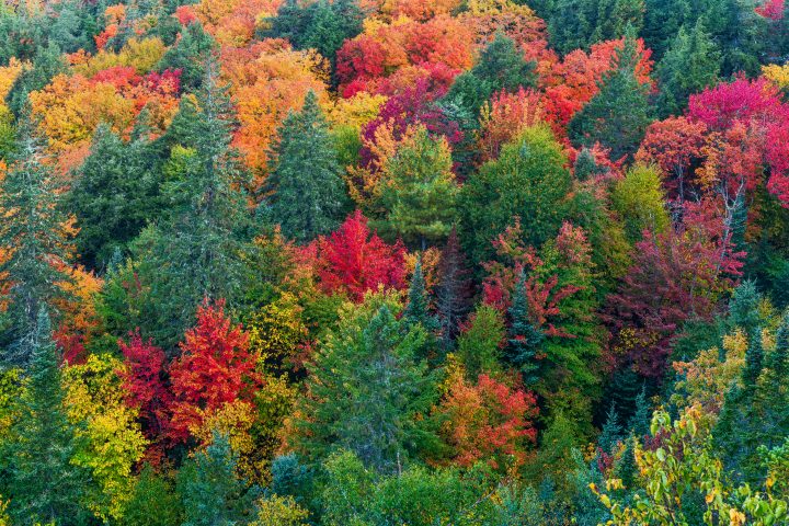Fall Color from Above the Forest Canopy