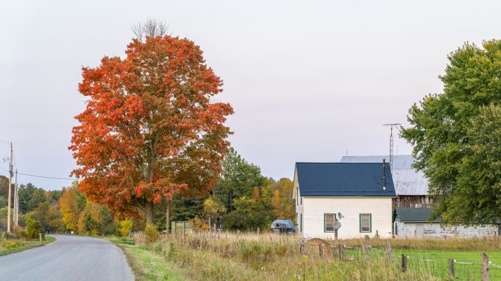 Tree and Farmhouse