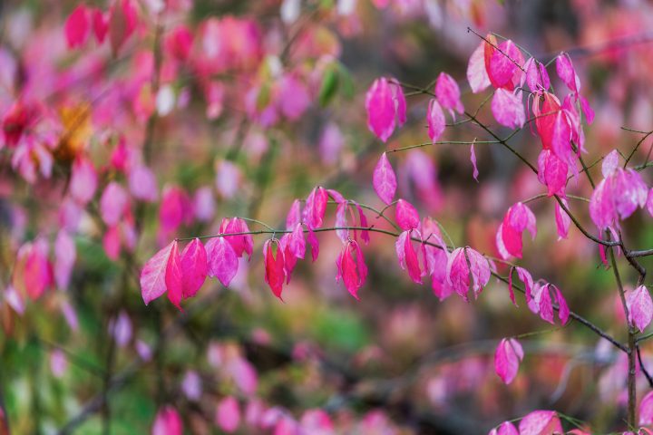 Pink Leaves