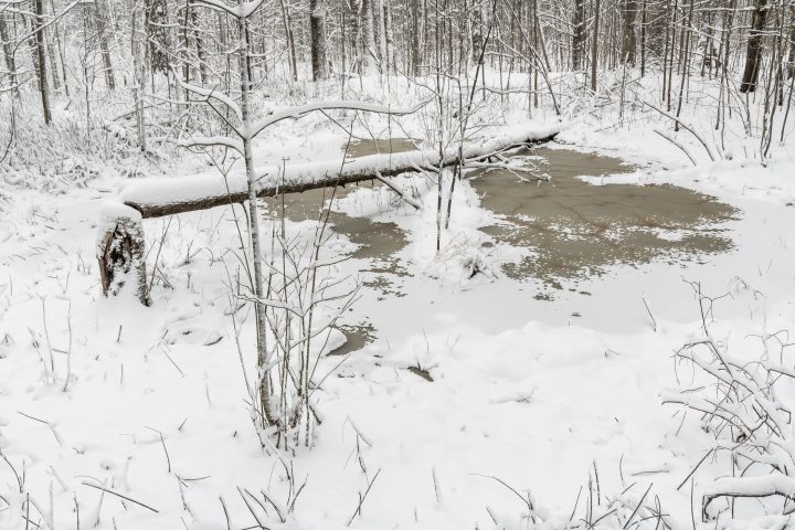 Beaver Felled Tree in Pond