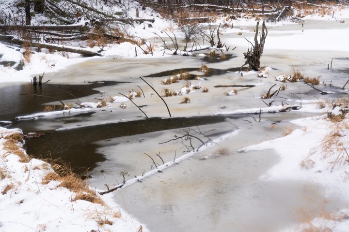 Pond with Dead Trees and Ice