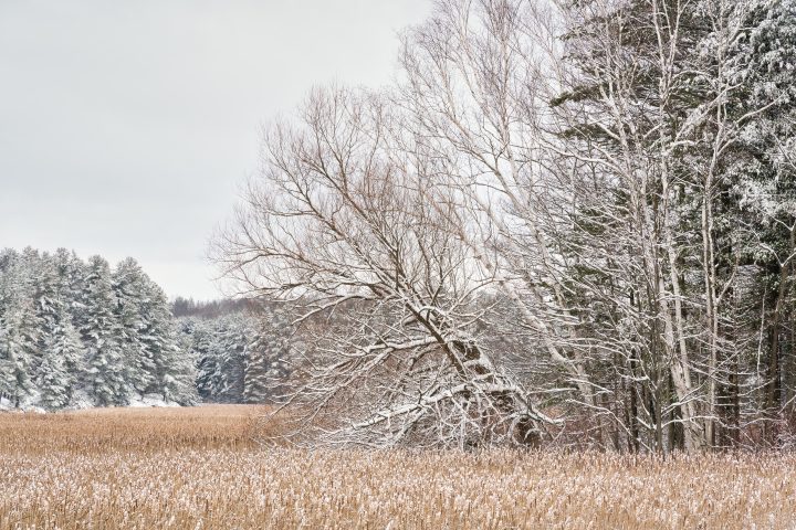 Snow Covered Trees at the Edge of the Forest