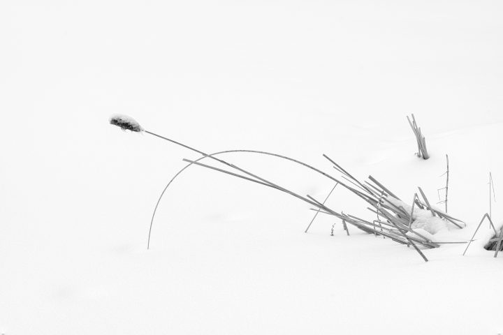 Reeds in the Snow 02