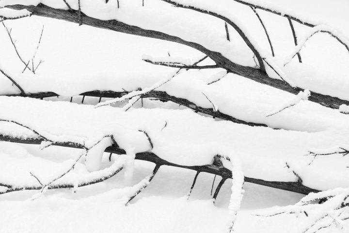 Fallen Trees in Snow Black and White
