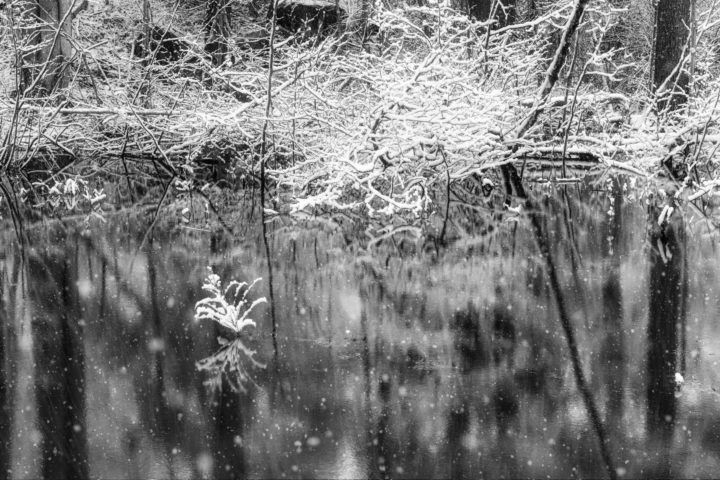 Snow Covered Branches and Pond