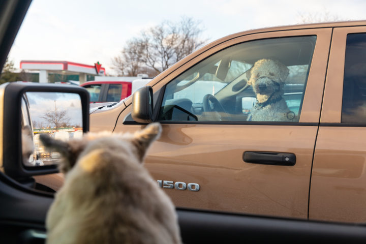 Dog Driving a Truck