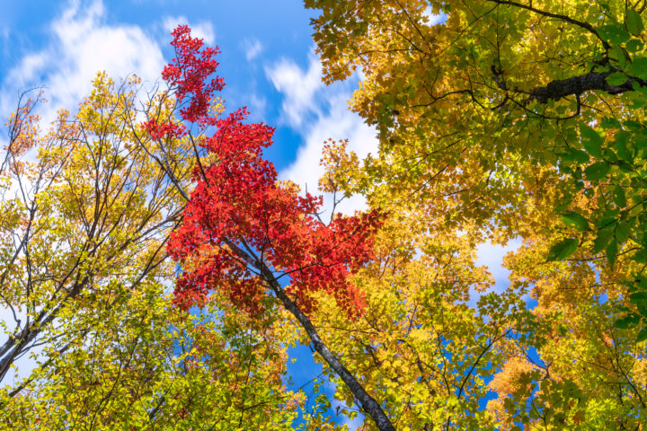 Colorful Canopy and Clouds