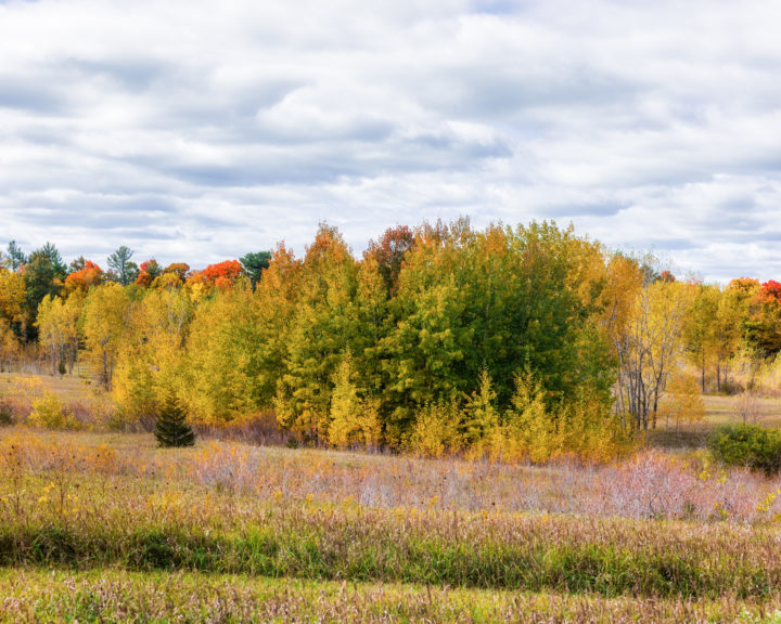 Trees in the Meadow