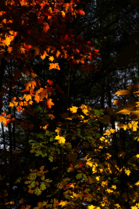 Leaves in the Light Deep in the Forest