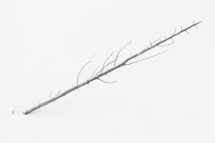 Small Tree in the Snow