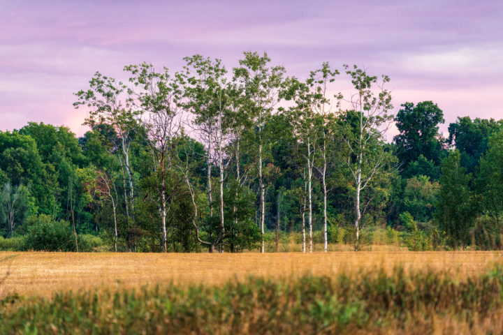 Row of Trees in Field