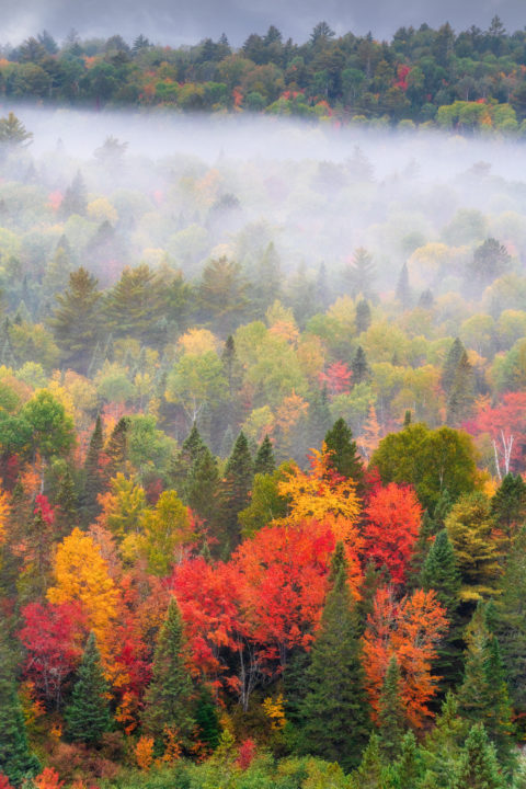 Fog and Fall Color in the Morning