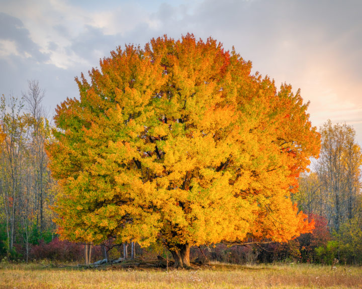 Tree with Fall Color at Edge of Forest