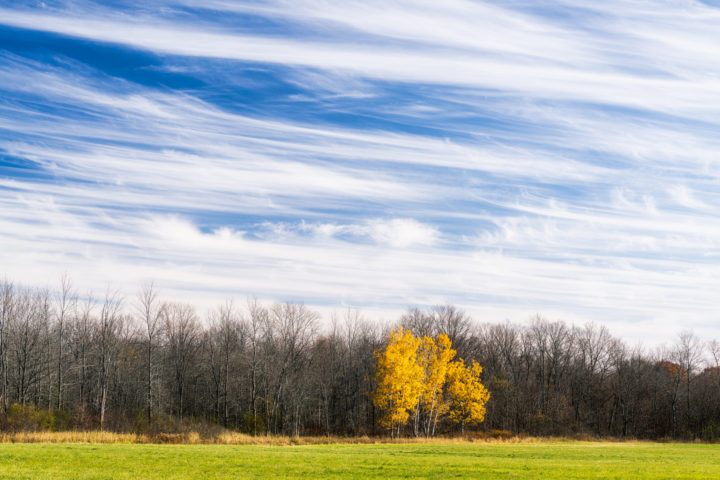 Birch Stand and Painterly Skies