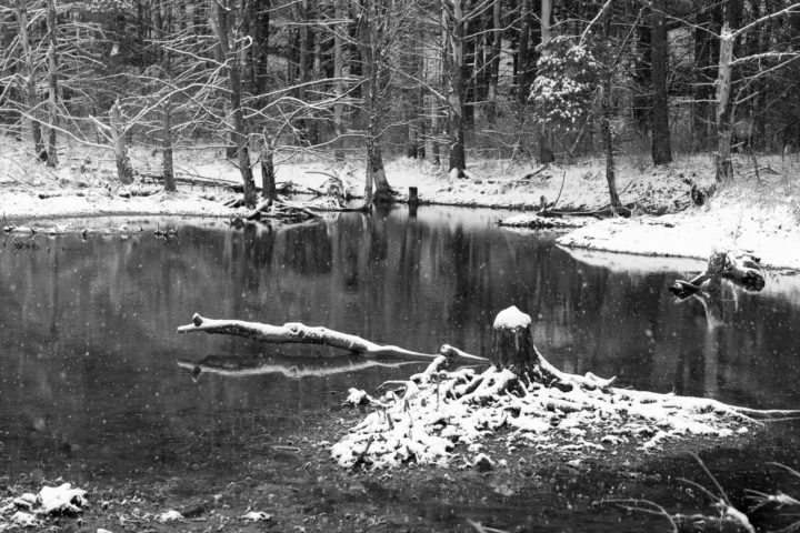 Snow at the Pond