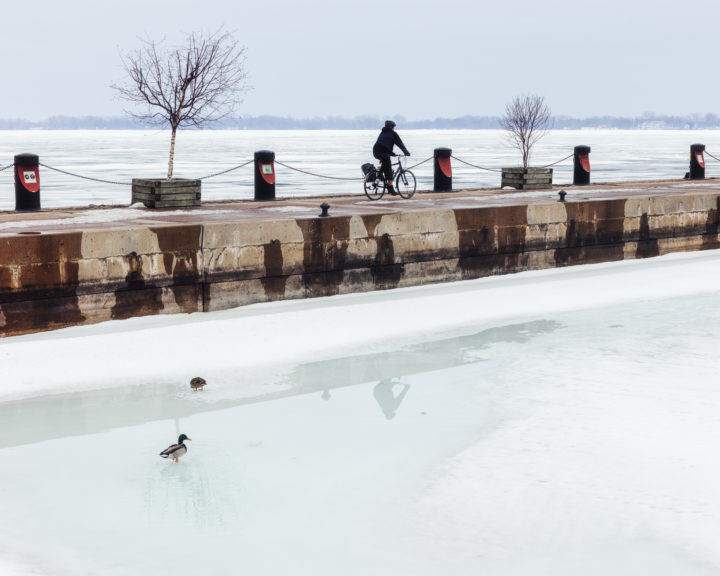 Ducks and Cyclist