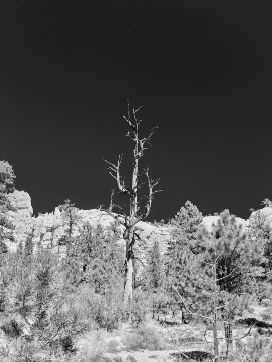 Dead Tree and Dark Sky