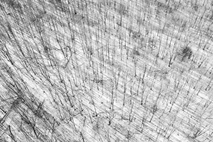 Trees and Long  Shadows