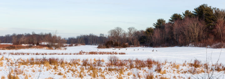 Wild Turkeys in the Snow