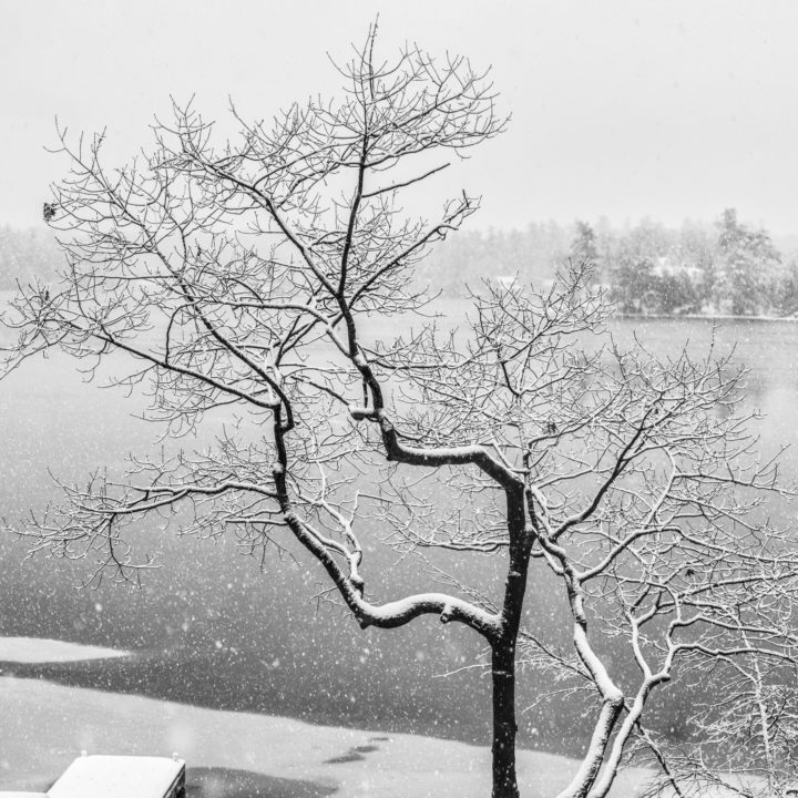 Tree in the Snow Above the River