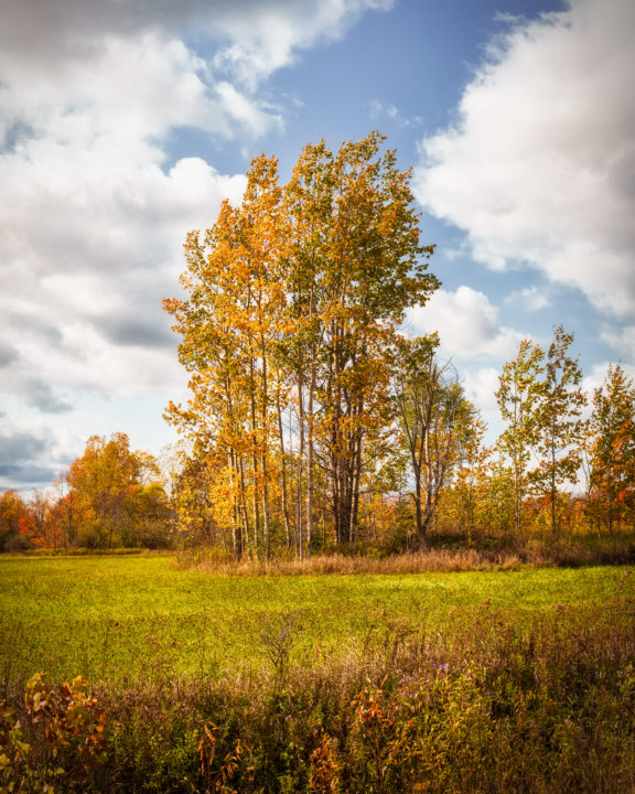 Stand of Trees in Field