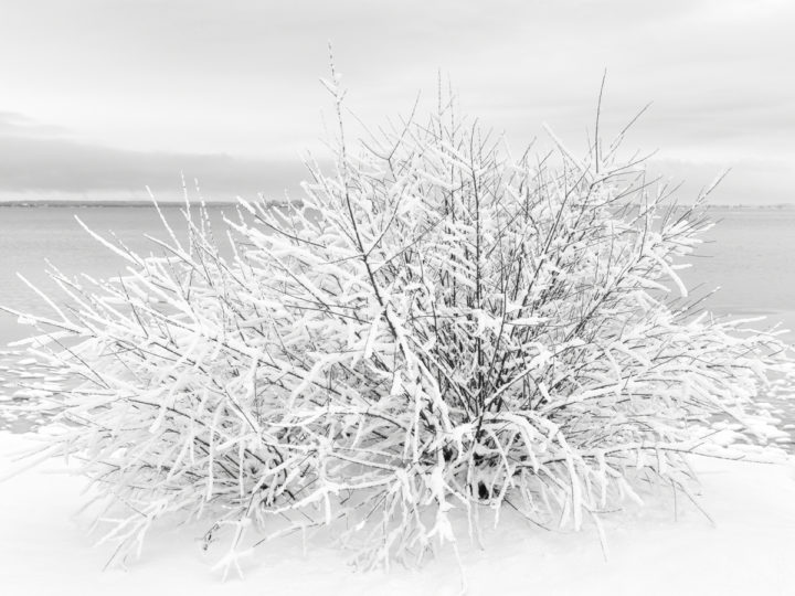 Snow Covered Shrub