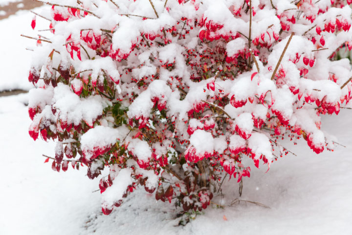 Red Leaves Covered with Snow